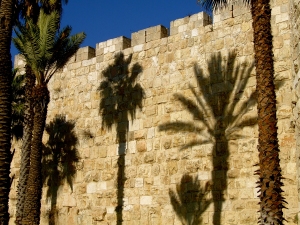 Jerusalem Palm